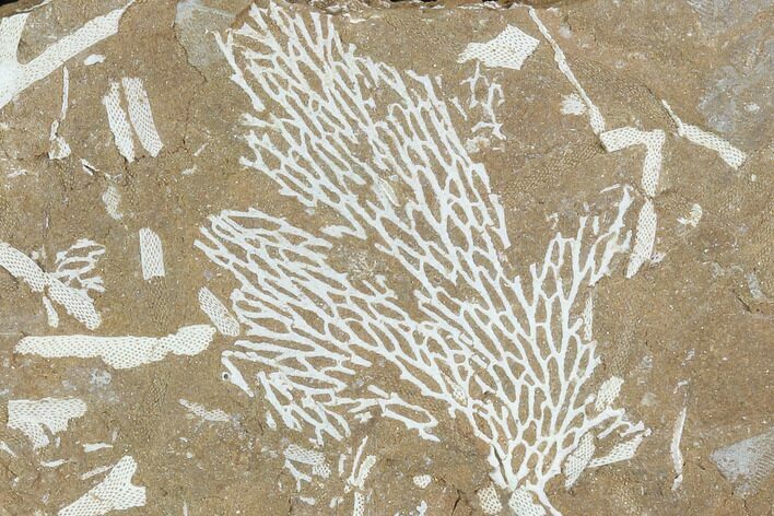 Ordovician Bryozoans (Chasmatopora) Plate - Estonia #98011
